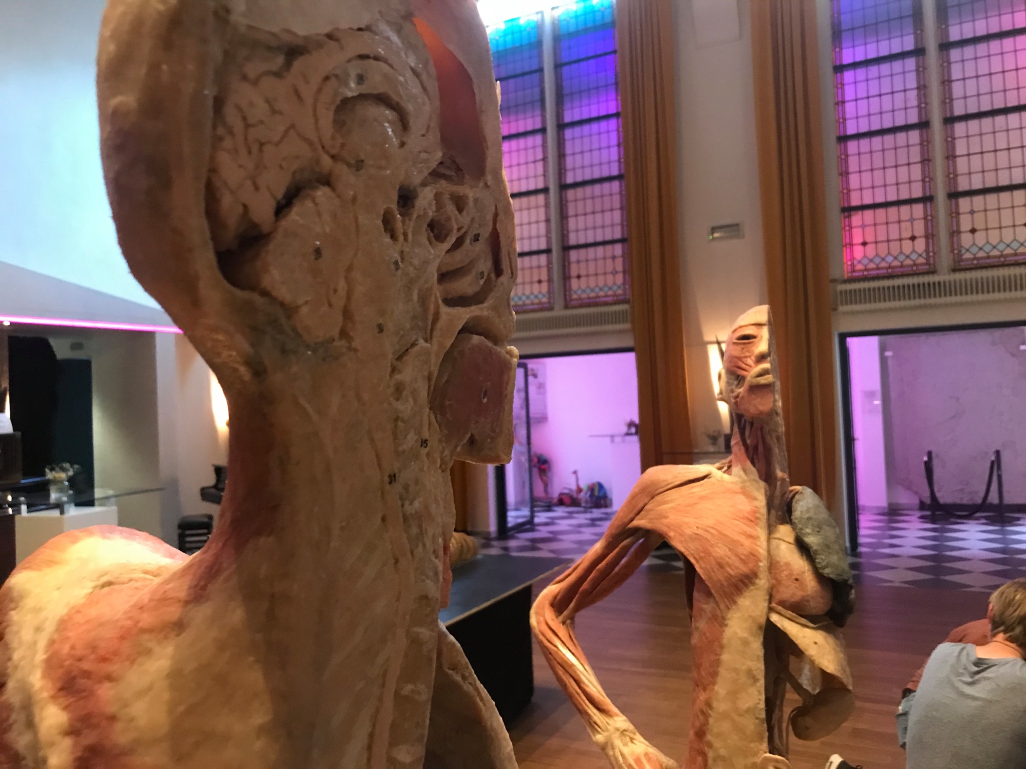 Mostra anatomica Human Bodies Novara